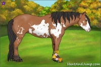 Horse Color:Bay Splash Frame 