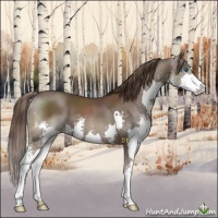 Horse Color:Liver Chestnut Splash 