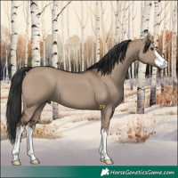 Horse Color:White Spotted Liver Red Dun 