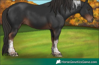 Horse Color:Liver Chestnut Tobiano 