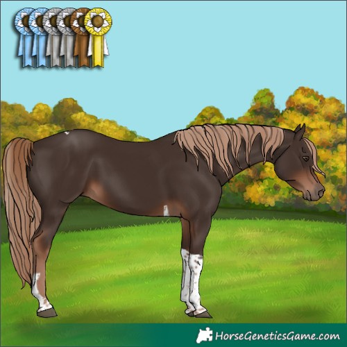 Horse Color:Liver Chestnut Tobiano 