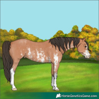 Horse Color:Bay Sabino 