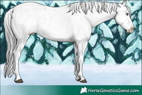 Horse Color:White Spotted Brown Chinchilla Appaloosa 