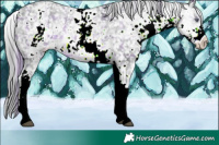 Horse Color:Plaid  White Spotted Brown Chinchilla Appaloosa 