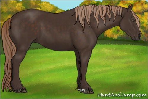 Horse Color:Liver Chestnut 