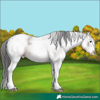 Horse Color:White Spotted Brown Ice Roan Splash Varnish