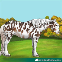 Horse Color:Liver Chestnut Tobiano Appaloosa Rabicano 
