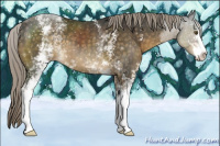 Horse Color:White Spotted Chocolate Palomino Sabino 