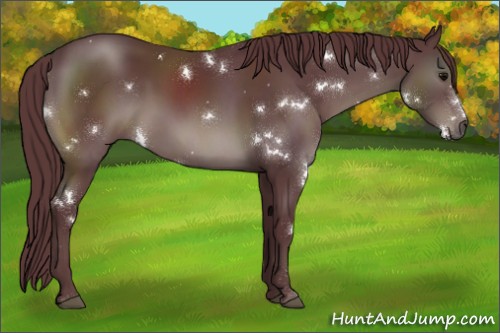 Horse Color:White Spotted Chocolate Black