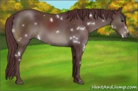 Horse Color:White Spotted Chocolate Black 