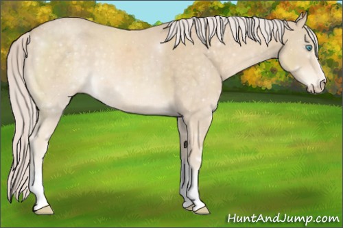 Horse Color:White Spotted Cremello Sabino 