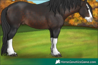 Horse Color:Brown Splash 