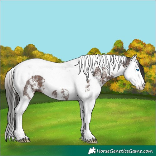 Horse Color:Liver Chestnut Sabino Splash Tobiano