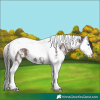 Horse Color:Liver Chestnut Sabino Splash Tobiano 