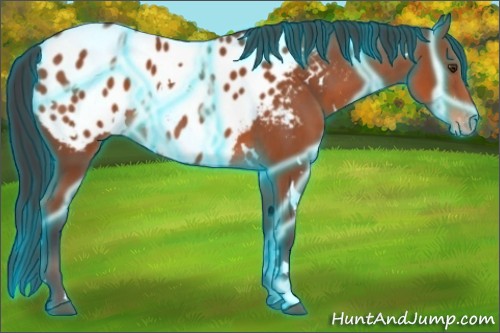 Horse Color:Thunderstruck White Spotted Bay Blanket 