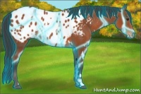 Horse Color:Thunderstruck White Spotted Bay Blanket