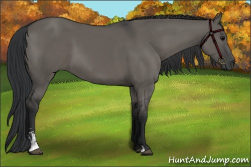 Horse Color:Grullo Sabino 