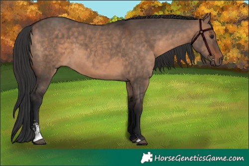 Horse Color:Brown Dun Sabino 