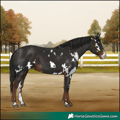 Horse Color:White Spotted Liver Chestnut Sabino