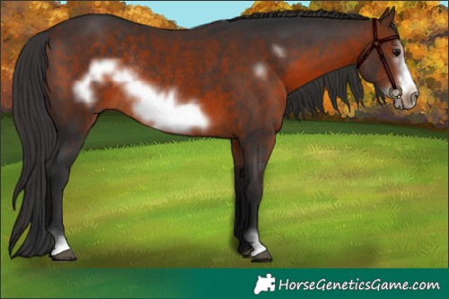 Horse Color:Brown Sabino Frame Rabicano 