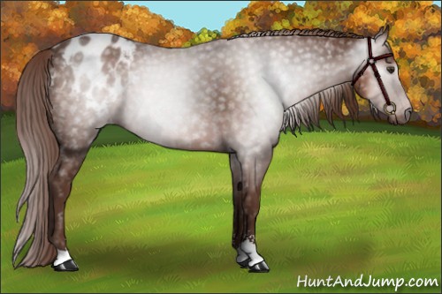 Horse Color:Gray Chestnut Sabino Appaloosa 