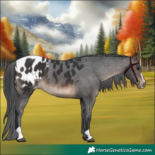 Horse Color:Brown Sabino Blanket