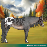 Horse Color:Brown Sabino Appaloosa 