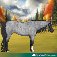 Horse Color:Blue Roan 
