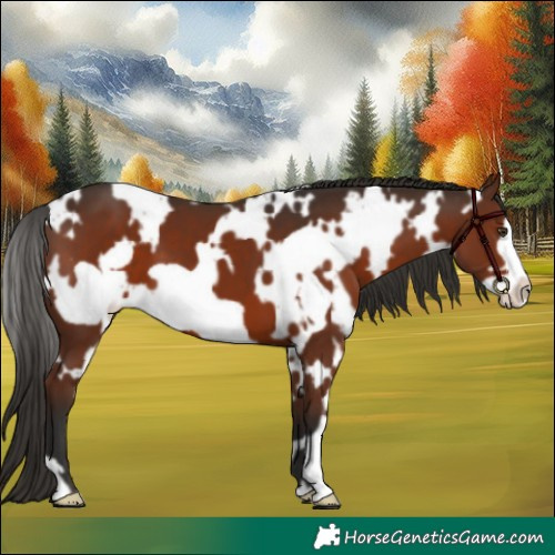 Horse Color:White Spotted Liver Chestnut Frame 