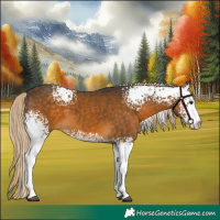 Horse Color:White Spotted Chocolate Palomino Sabino 