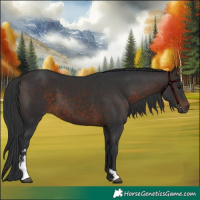 Horse Color:Brown Sabino 