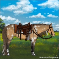 Horse Color:White Spotted Buckskin Varnish 