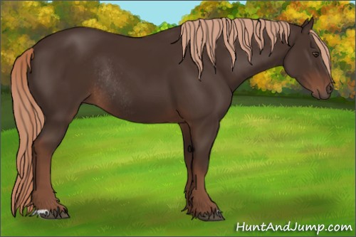 Horse Color:Liver Chestnut Rabicano 