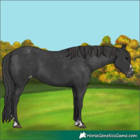 Horse Color:Black Appaloosa