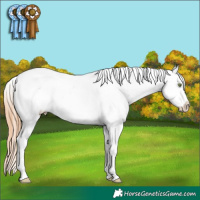 Horse Color:Gold Champagne Dun Tobiano Varnish 