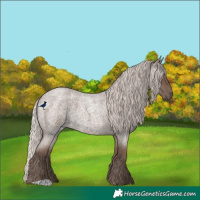 Horse Color:Silver Blue Roan
