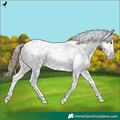 Horse Color:Classic Champagne Snowcap Rabicano 