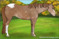 Horse Color:Chestnut Appaloosa 