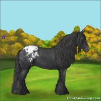 Horse Color:Black Appaloosa Rabicano 