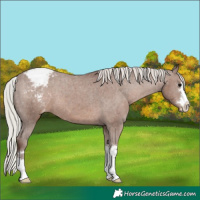 Horse Color:Silver Black Appaloosa