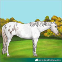 Horse Color:White Spotted Liver Chestnut Appaloosa