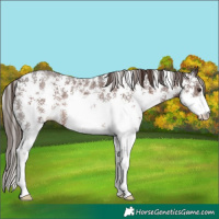 Horse Color:Liver Chestnut Sabino Rabicano 