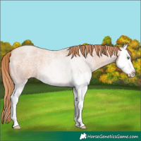 Horse Color:Gold Champagne Roan Splash 