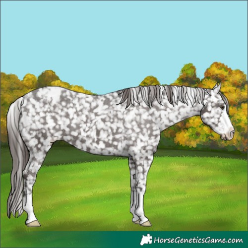 Horse Color:Liver Chestnut Appaloosa 