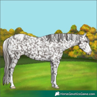 Horse Color:Liver Chestnut Appaloosa