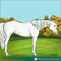 Horse Color:Silver Sable Champagne Roan Appaloosa