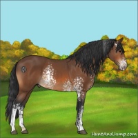 Horse Color:White Spotted Bay 