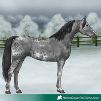Horse Color:Black Ice 