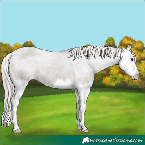Horse Color:Silver Black Splash Appaloosa 