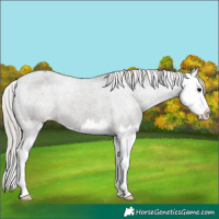 Horse Color:Silver Black Splash Appaloosa 